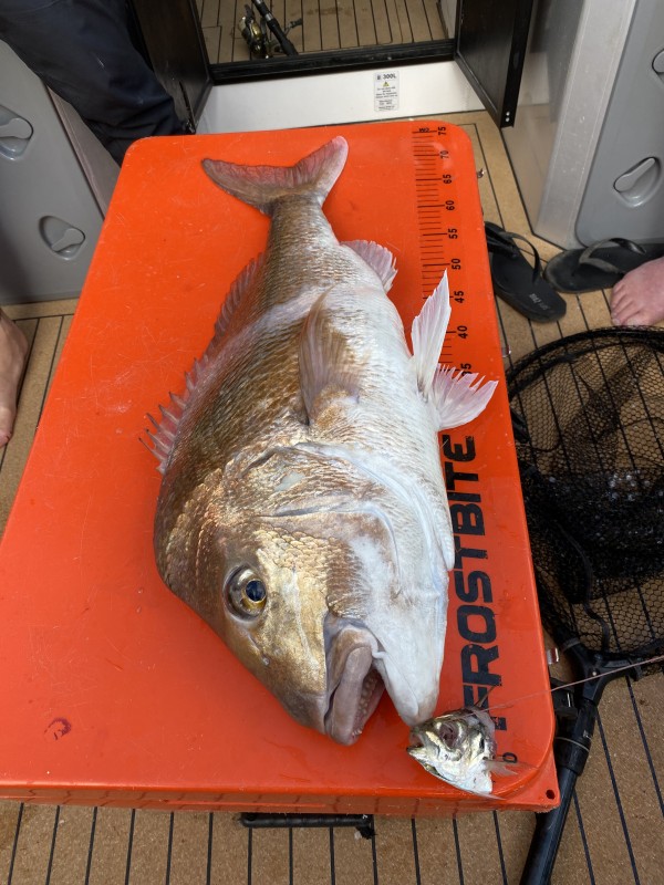 Haines Hunter HQ Fishing report snapper 17 July 2025