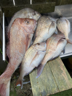 Multiple Snapper